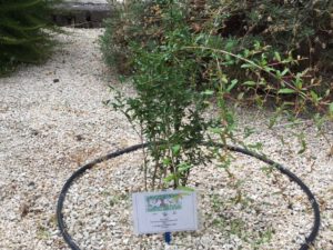 vaccarini-elena-fava-img_0880